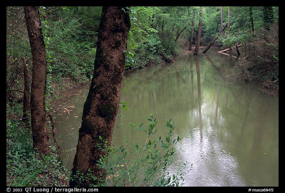Echo River Spring. Mammoth Cave National Park (color)