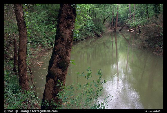 Echo River Spring. Mammoth Cave National Park, Kentucky, USA.