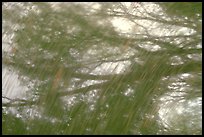 Reflections in Echo River Spring. Mammoth Cave National Park, Kentucky, USA.