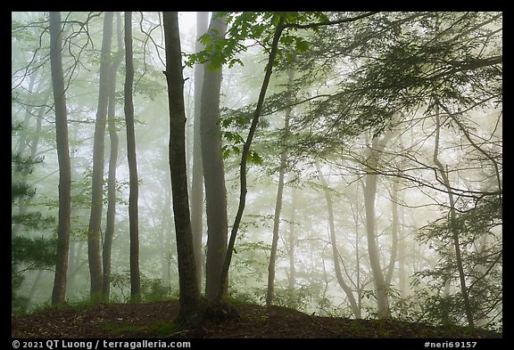 Hemlock trees in fog, Grandview. New River Gorge National Park and Preserve (color)