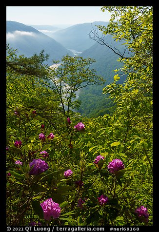 Rhododendron thicket and New River, Grandview. New River Gorge National Park and Preserve (color)