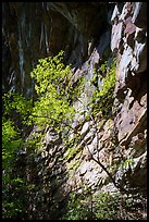 Tree and cliff, Castle Rock. New River Gorge National Park and Preserve ( color)