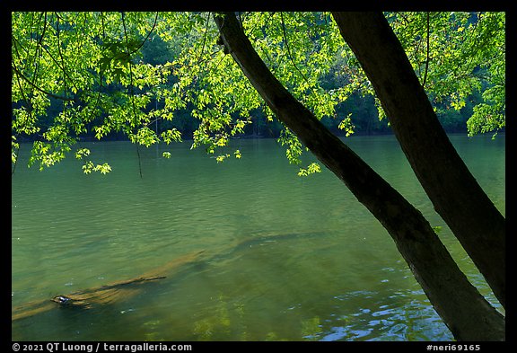 Trees bordering New River at Meadow Creek. New River Gorge National Park and Preserve (color)