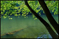 Trees bordering New River at Meadow Creek. New River Gorge National Park and Preserve ( color)