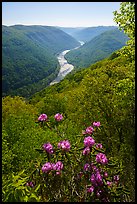 Rhododendron in bloom framing river gorge from Grandview. New River Gorge National Park and Preserve ( color)