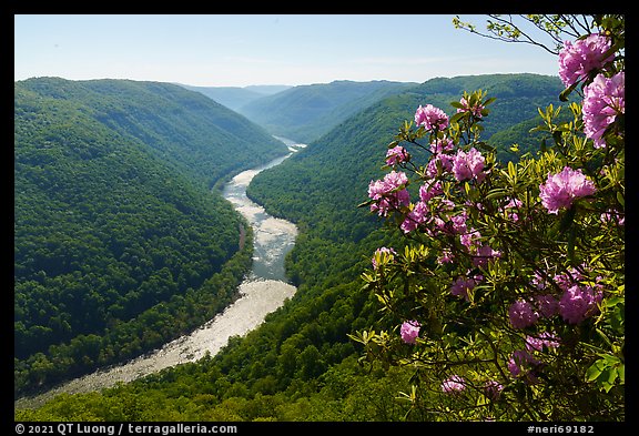 Rhododendron and river gorge from Grandview north overlook. New River Gorge National Park and Preserve, West Virginia, USA.