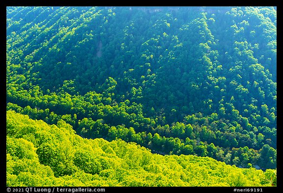 Forested gorge from Beauty Mountain. New River Gorge National Park and Preserve (color)