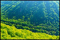 Forested gorge from Beauty Mountain. New River Gorge National Park and Preserve ( color)