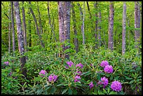 Forest with rododendrons blooming. New River Gorge National Park and Preserve ( color)
