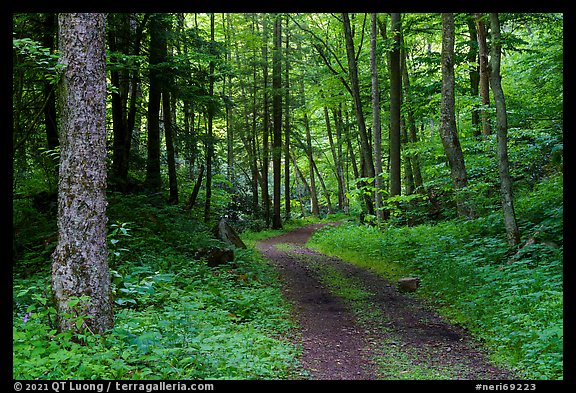 Glade Creek Trail. New River Gorge National Park and Preserve (color)