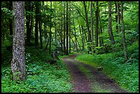 Glade Creek Trail. New River Gorge National Park and Preserve ( color)