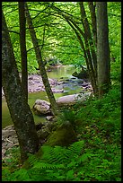 Forest and Glade Creek. New River Gorge National Park and Preserve ( color)