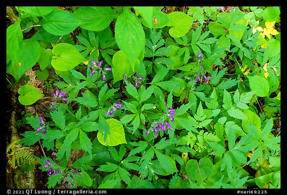 Forest floor close-up with flowers and leaves. New River Gorge National Park and Preserve (color)
