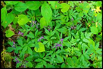 Forest floor close-up with flowers and leaves. New River Gorge National Park and Preserve ( color)