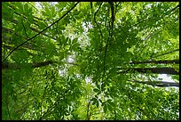 Looking up early spring forest, Glades Creek. New River Gorge National Park and Preserve ( color)