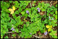 Forest floor with Virginia Blue Bells. New River Gorge National Park and Preserve ( color)
