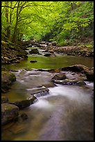 Glade Creek flowing in early spring forest. New River Gorge National Park and Preserve ( color)
