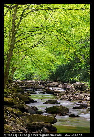 Trees with fresh spring leaves above Glade Creek. New River Gorge National Park and Preserve (color)