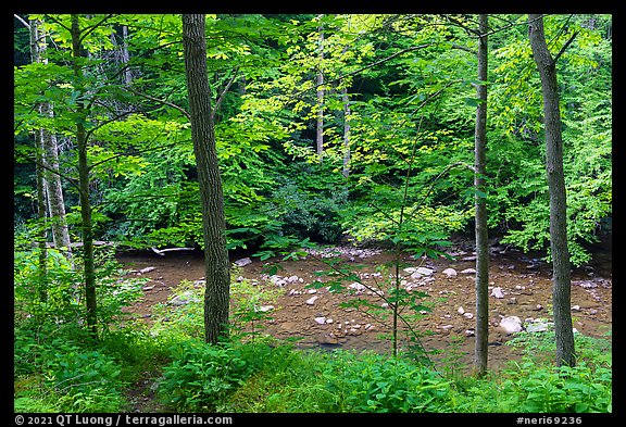 Glade Creek in the spring. New River Gorge National Park and Preserve (color)