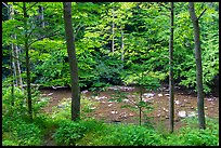 Glade Creek in the spring. New River Gorge National Park and Preserve ( color)