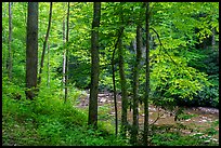 Trees with fresh spring leaves bordering Glade Creek. New River Gorge National Park and Preserve ( color)