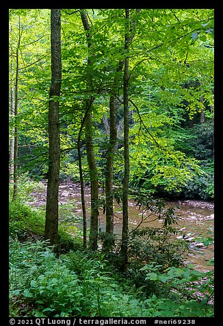 Trees with new spring leaves next to Glade Creek. New River Gorge National Park and Preserve (color)
