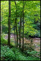 Trees with new spring leaves next to Glade Creek. New River Gorge National Park and Preserve ( color)