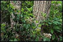 Budding Mountain Laurel and trees. New River Gorge National Park and Preserve ( color)