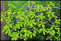 Leaves and rhododendrons. New River Gorge National Park and Preserve ( color)