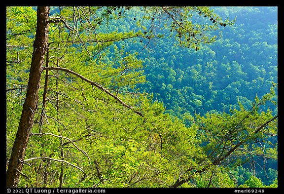 Trees and slopes from Long Point. New River Gorge National Park and Preserve, West Virginia, USA.