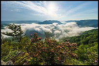 Flowers and breaking fog from Grandview North Overlook. New River Gorge National Park and Preserve ( color)