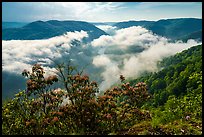 Flowers and dissipating fog from Grandview North Overlook. New River Gorge National Park and Preserve ( color)