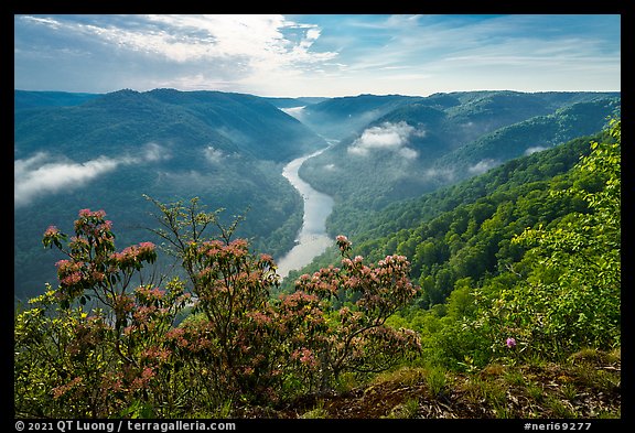 View over gorge with flowers from Grandview North Overlook. New River Gorge National Park and Preserve (color)