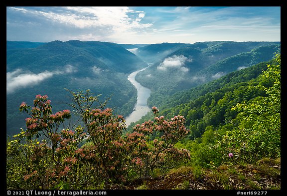 View over gorge with flowers from Grandview North Overlook. New River Gorge National Park and Preserve, West Virginia, USA.