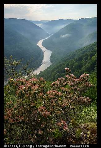 Flowers and river gorge from Grandview North Overlook, morning. New River Gorge National Park and Preserve, West Virginia, USA.