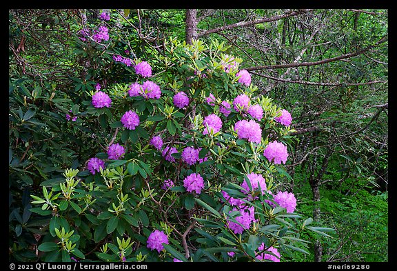 Rhododendrons. New River Gorge National Park and Preserve (color)