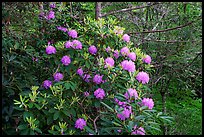 Rhododendrons. New River Gorge National Park and Preserve ( color)