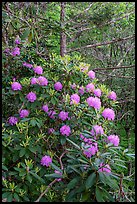 Rhododendrons bush. New River Gorge National Park and Preserve ( color)
