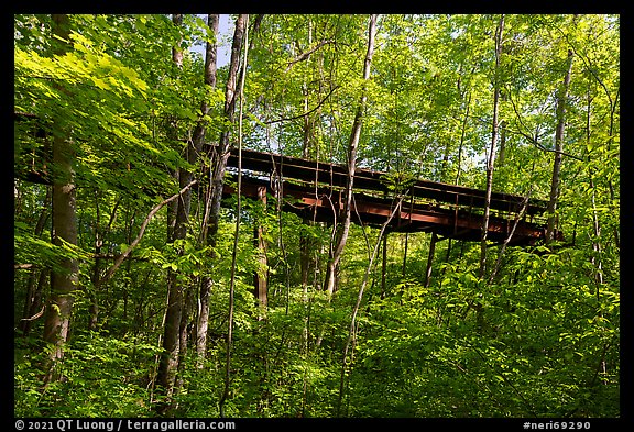 Coal Conveyor in forest, Kaymoor Mine Site. New River Gorge National Park and Preserve (color)