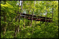 Coal Conveyor in forest, Kaymoor Mine Site. New River Gorge National Park and Preserve ( color)