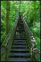 Staircase boardwalk, Kaymoor Mine Site. New River Gorge National Park and Preserve ( color)