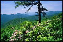 Rododendrons and tree from overlook on Skyline Drive. Shenandoah National Park, Virginia, USA. (color)