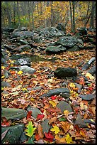 Fallen leaves and rocks in autumn. Shenandoah National Park ( color)