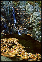 Spining leaves and cascade. Shenandoah National Park ( color)