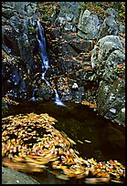 Spining leaves and cascade. Shenandoah National Park, Virginia, USA.