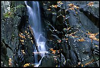 Cascade over dark rock with with fallen leaves. Shenandoah National Park, Virginia, USA. (color)