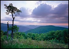 Tree and overlook in the spring. Shenandoah National Park, Virginia, USA.