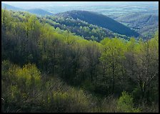 Trees and hills in the spring, late afternoon, Hensley Hollow. Shenandoah National Park, Virginia, USA.