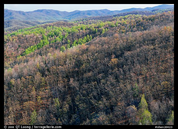 Hillside with bare trees and trees in early spring foliage. Shenandoah National Park, Virginia, USA.