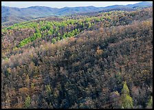 Hillside with bare trees and trees in early spring foliage. Shenandoah National Park ( color)